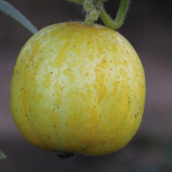 Cucumber Pickling Crystal Apple Seeds