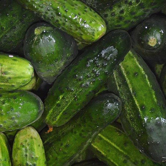 Cucumber Pickling Sumter Seeds