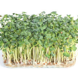 Microgreen Radish Daikon