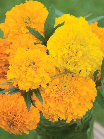 Marigold, Sunset Giants