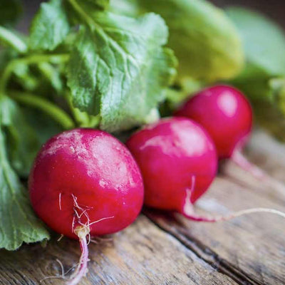 Radish