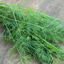 Microgreen Dill Mammoth-2