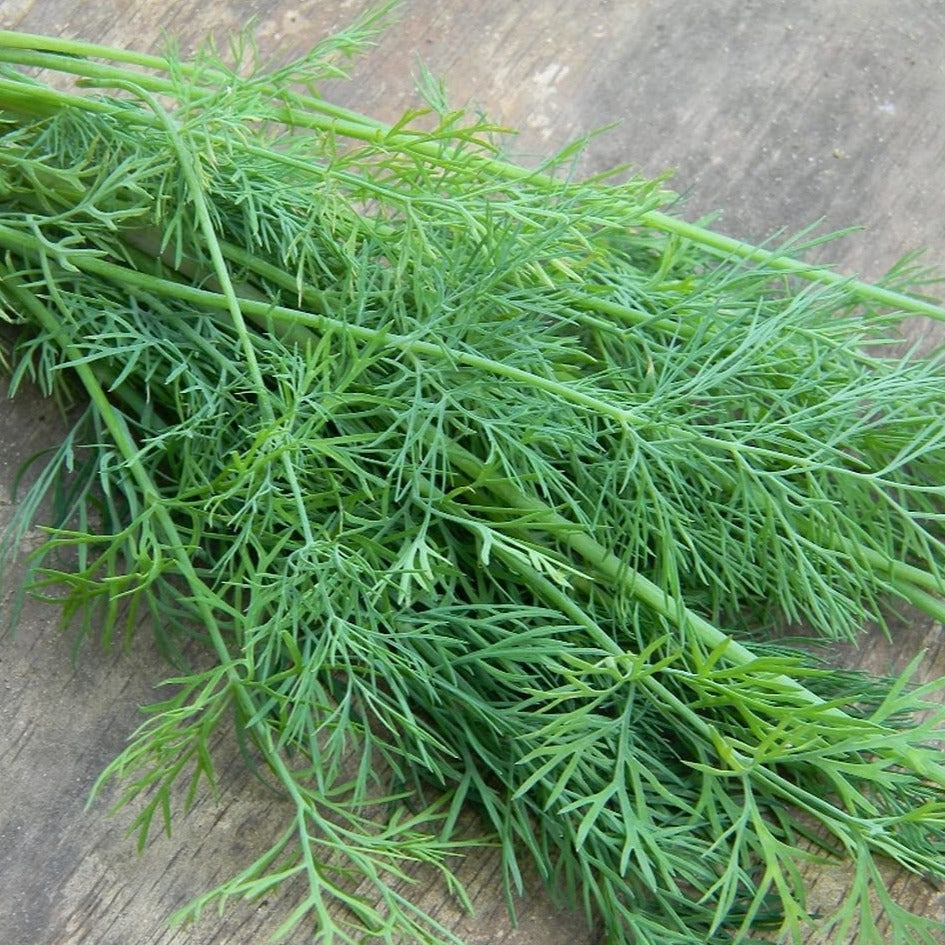 Microgreen Dill Mammoth - 0
