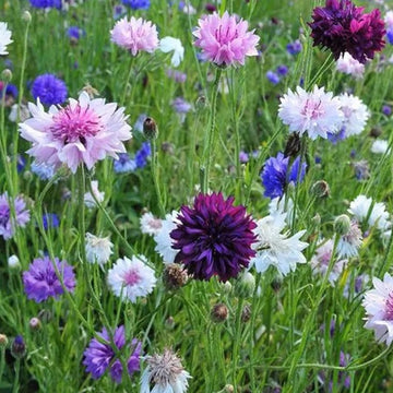Flower Cornflower Tall Mixed Seeds