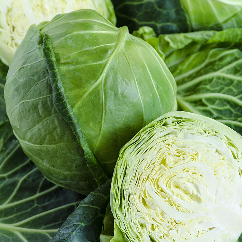 Cabbage Golden Acre Seeds - 0