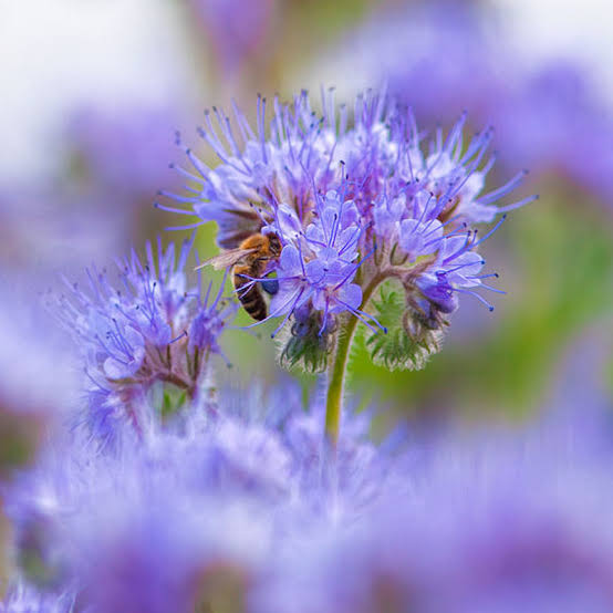 Lacy Phacelia