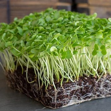 Microgreen Kale Blue Curled
