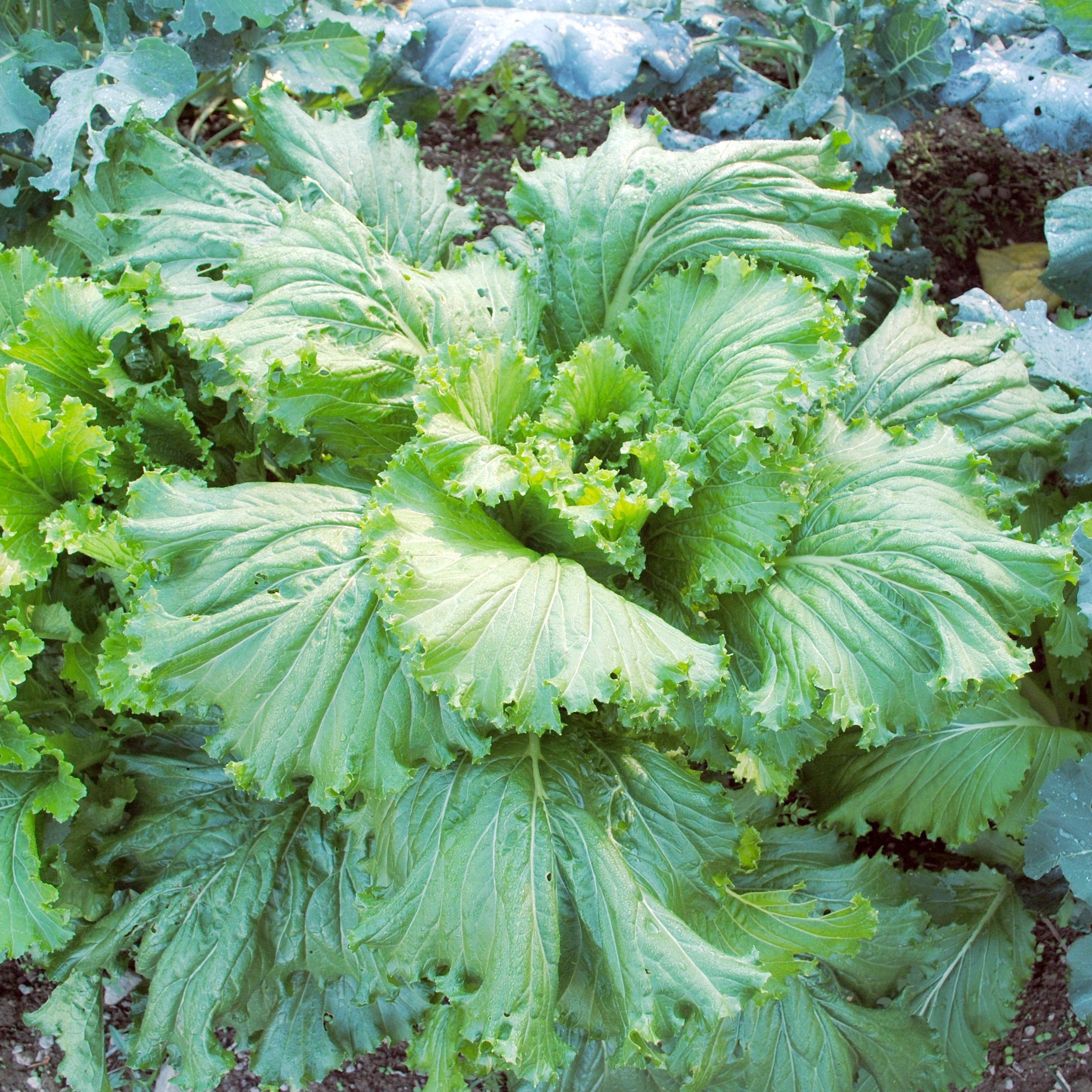 Cabbage Michihili Seeds - 0