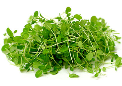 Microgreen Oregano