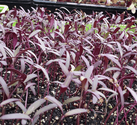 Microgreen Purple Orach