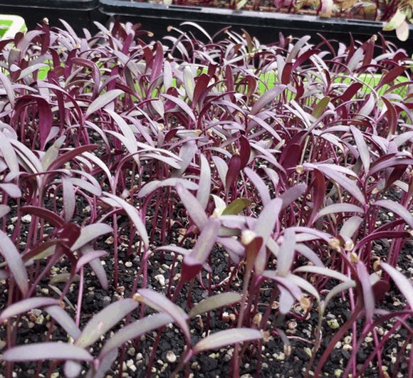 Microgreen Purple Orach