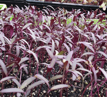 Microgreen Purple Orach Seed
