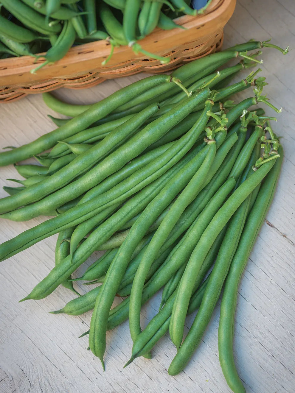 Bean Pole Seychelles Seeds