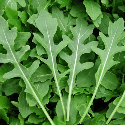 A close-up of fresh arugula roquette leaves displaying their vibrant green color and characteristic jagged edges.