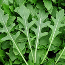 A close-up of fresh arugula roquette leaves displaying their vibrant green color and characteristic jagged edges.