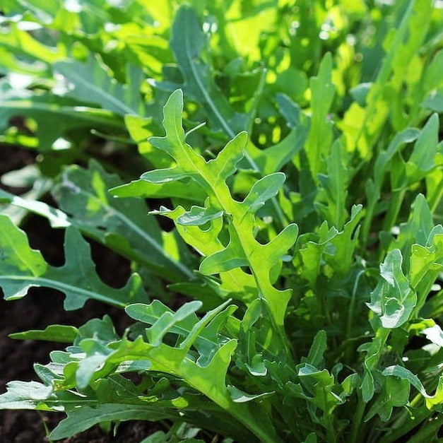 Arugula Roquette Seeds - 0