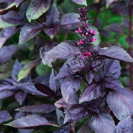 A close-up of a basil plant with deep purple leaves and a cluster of pink flowers.