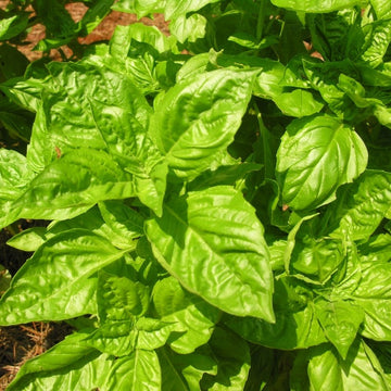 A close-up image of a healthy basil plant with large green leaves.
