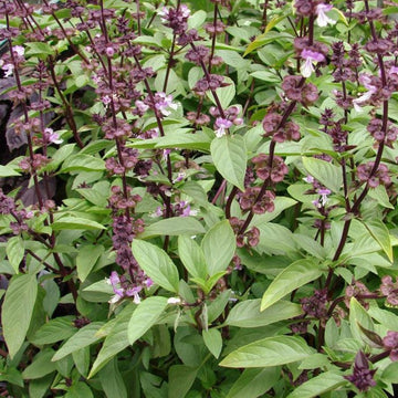A photo showing Thai basil plants with vibrant green leaves and distinctive purple stems, adorned with small purple flowers.