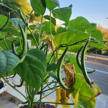 A photo showing a bean plant with fresh green pods and large green leaves, with a road and building in the background.