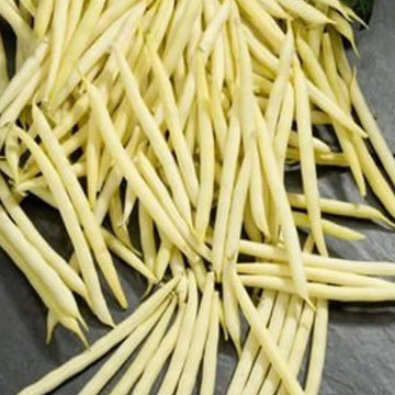 A pile of yellow Bush Goldilocks beans spread out on a surface.