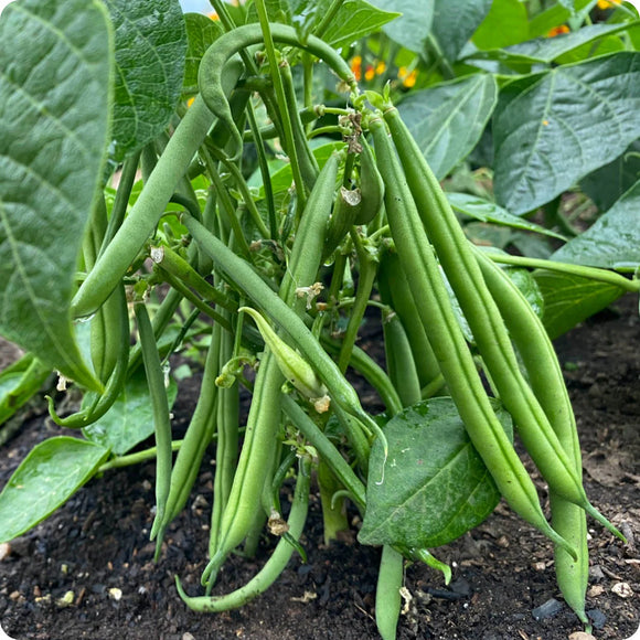 A cluster of green bush beans growing on the vine with surrounding green leaves.