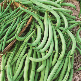 A pile of fresh green beans on a burlap fabric.