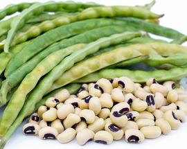 A pile of white Bean Cowpea Black-Eye Pea seeds with green pods in the background.