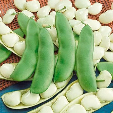 A photo showing both green lima beans and their white-hulled pods, with several beans scattered around.