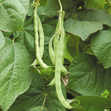 A photo showing green Kentucky Wonder beans growing on a vine with surrounding green leaves.