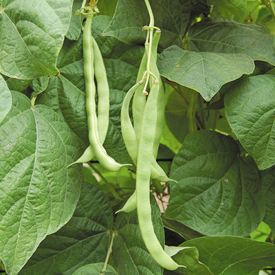 A photo showing green Kentucky Wonder beans growing on a vine with surrounding green leaves.