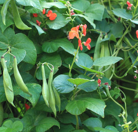 A photo showing scarlet runner bean plants with vibrant red flowers and green pods.