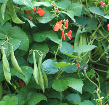 A photo showing scarlet runner bean plants with vibrant red flowers and green pods.