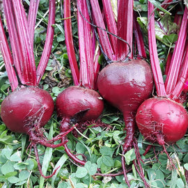 A group of Bulls Blood beets with deep red roots and leaves, freshly harvested and placed on a bed of lettuce leaves.