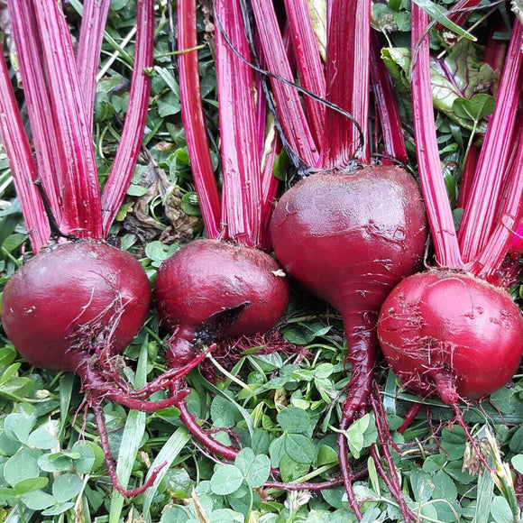 A group of Bulls Blood beets with deep red roots and leaves, freshly harvested and placed on a bed of lettuce leaves.