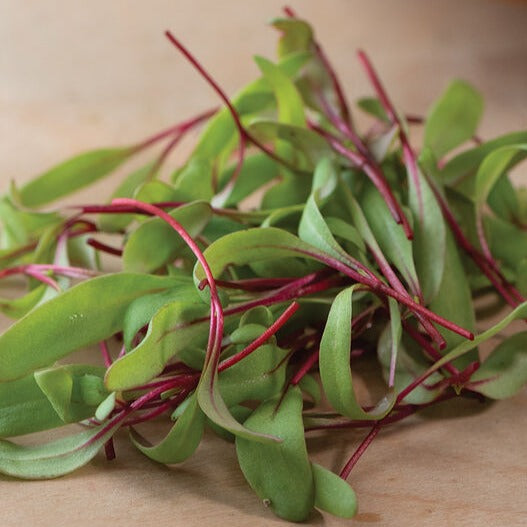 Microbeet Microgreen Beet Early Wonder | Thrive Heirloom Seed Emporium