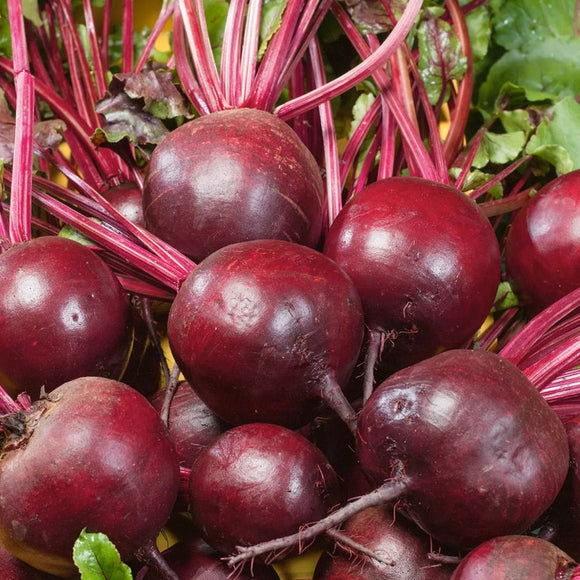 A group of fresh, red Ruby Queen beets with green tops.