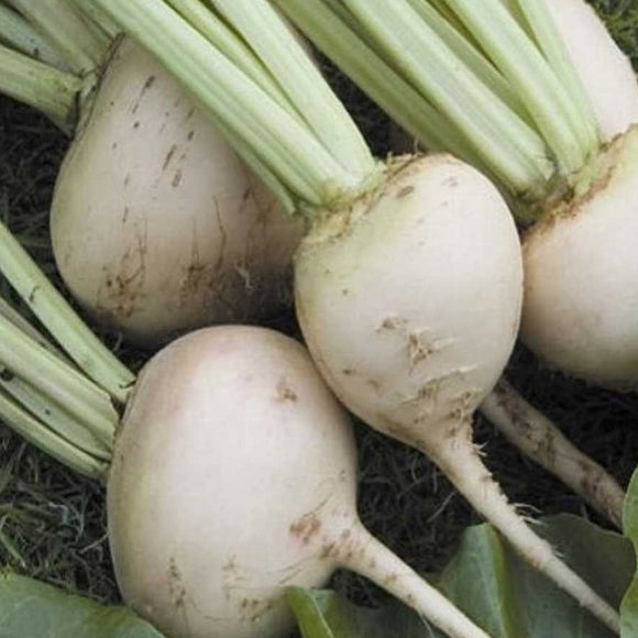 White albino beets with green tops, ready for harvest.