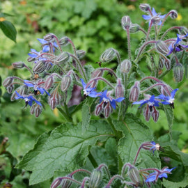 A photo showing a cluster of blue star-shaped flowers with green leaves.