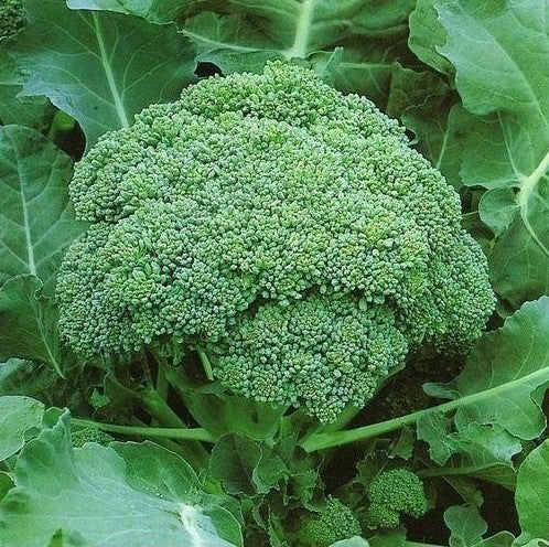 A fresh head of broccoli with green leaves visible, indicating it is fresh and likely ready for harvest.