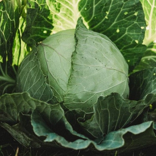 A mature green cabbage with outer leaves intact, growing in the ground.
