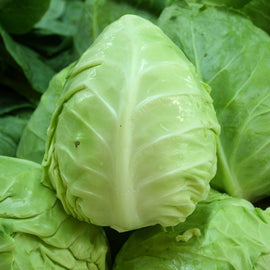 A close-up of a fresh head of green cabbage, showing the texture and color of the leaves.