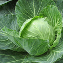 A fresh head of Golden Acre cabbage with vibrant green leaves.