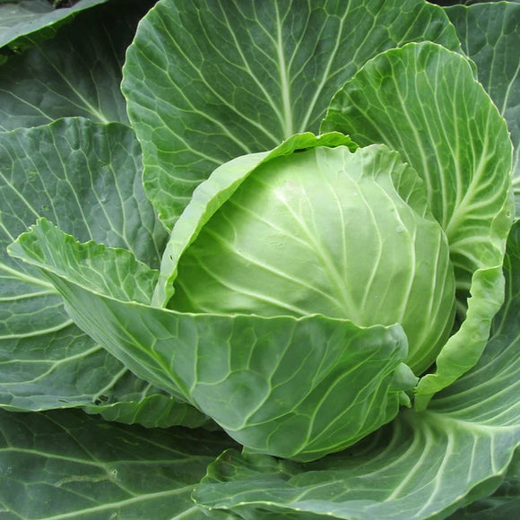 A fresh head of Golden Acre cabbage with vibrant green leaves.