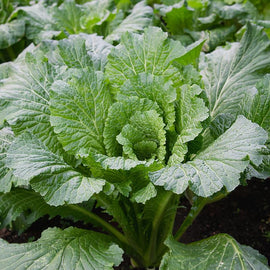 A fresh Michihili Cabbage plant with broad green leaves growing in a garden.