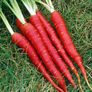 A group of bright red Atomic Red carrots with green tops, laid out on a grassy surface.