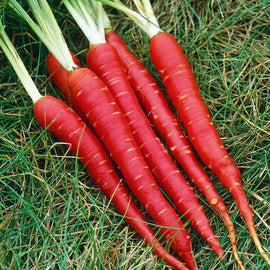 A group of bright red Atomic Red carrots with green tops, laid out on a grassy surface.