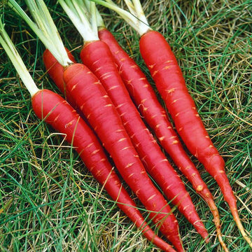 A group of bright red Atomic Red carrots with green tops, laid out on a grassy surface.