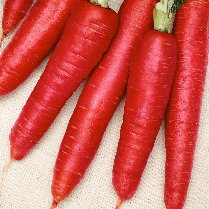 Carrot Atomic Red Seeds - 0