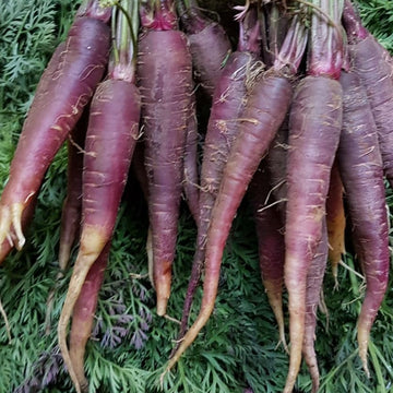 A bunch of Cosmic Purple carrots with vibrant purple skin and orange flesh, laid out on a green mossy surface.